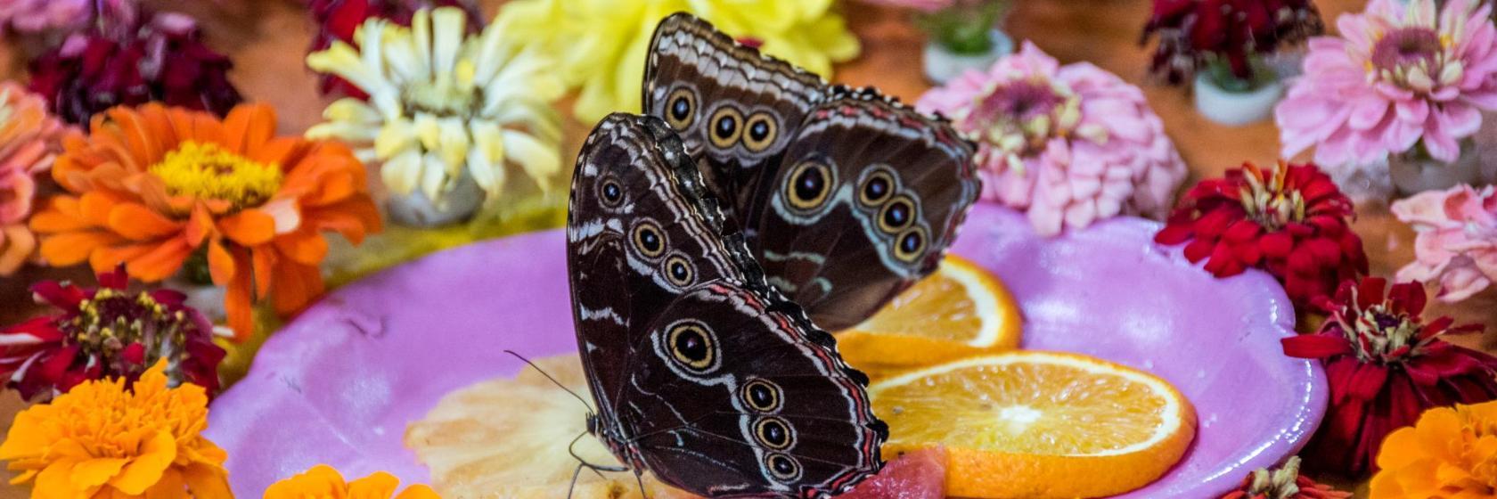 Dubai Butterfly Garden